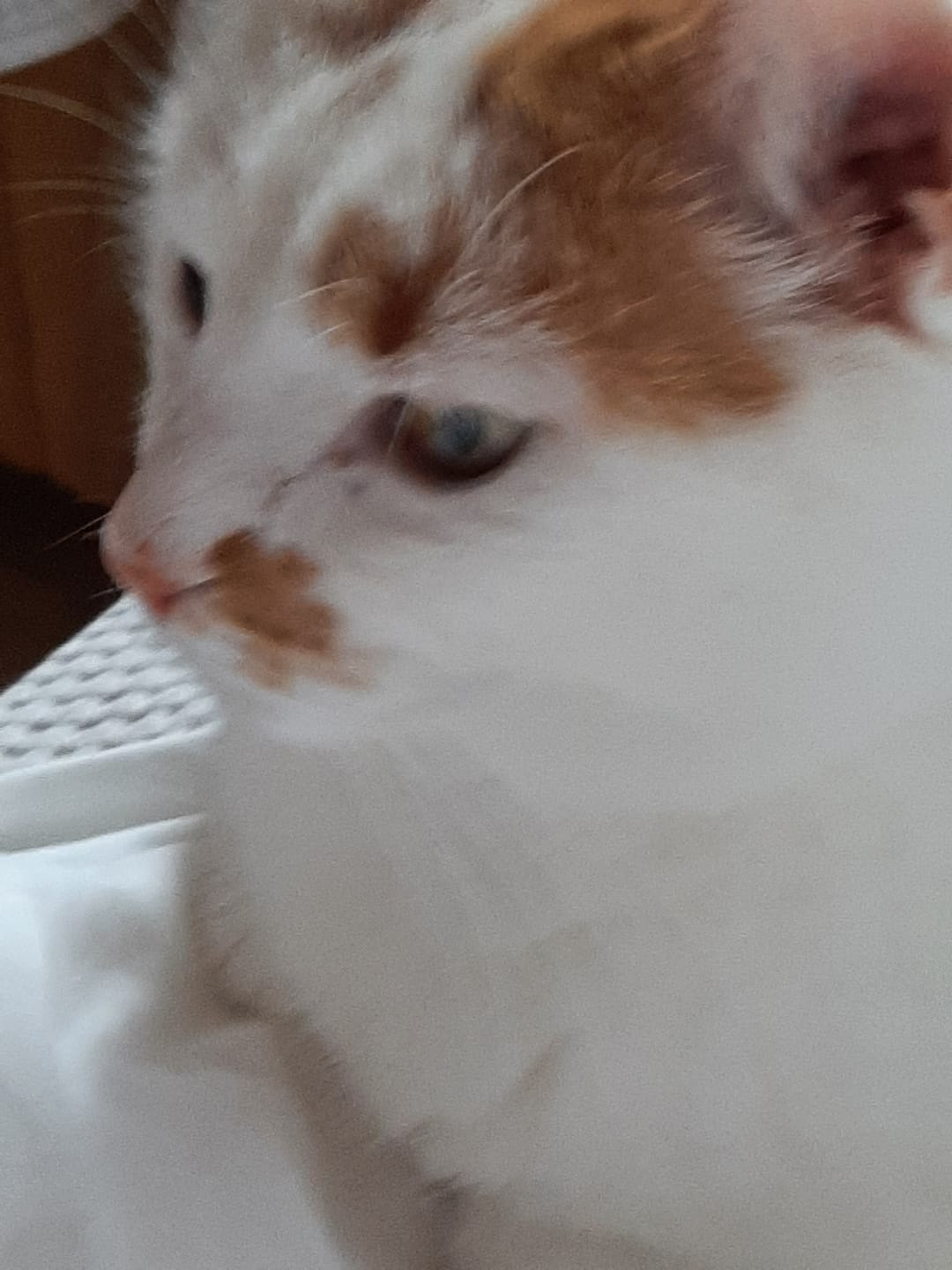 Customer photo review of Katzen Gesundheits Ratgeber von Majescats