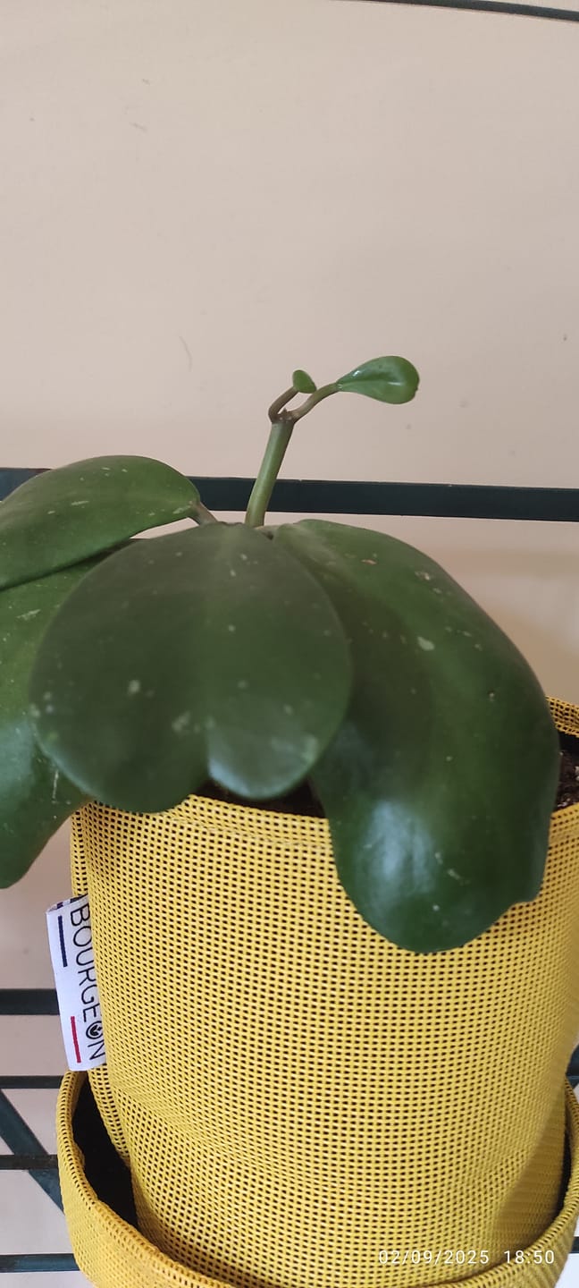 Customer photo review of Hoya Mix