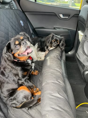 Customer photo review of Car Seat Cover