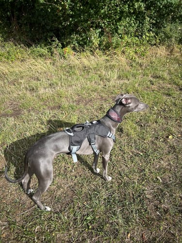 Customer photo review of Sighthound Escape Proof Harness
