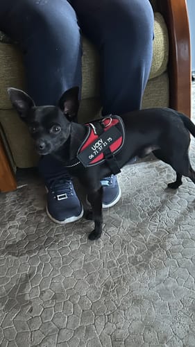 Customer photo review of Patch personnalisé pour chien – Un style unique !