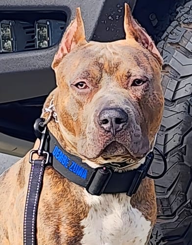 Customer photo review of Black Bully Proof Collar