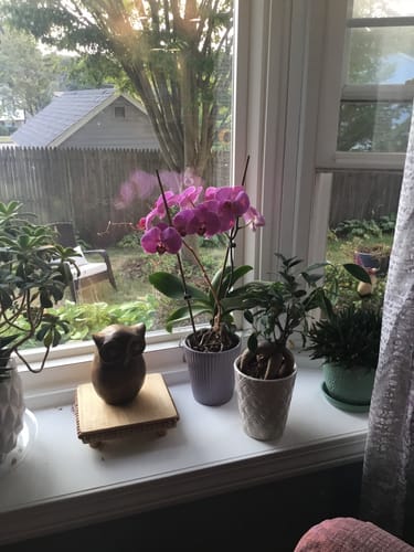 Customer photo review of Plant Food