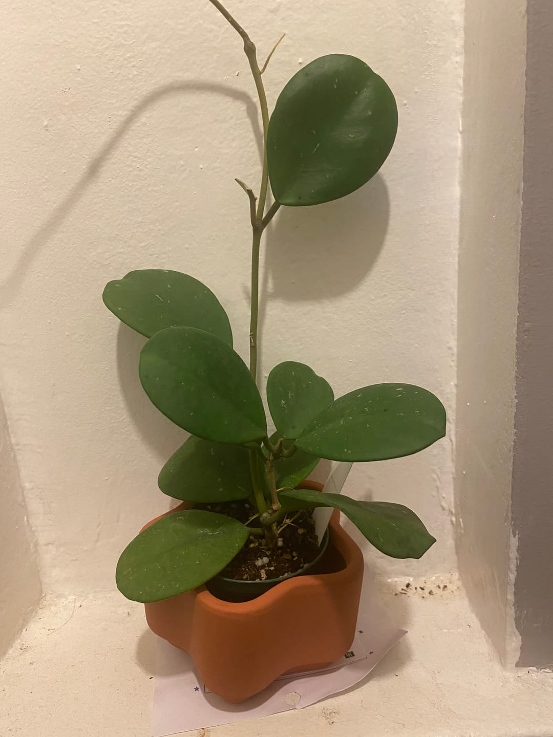 Customer photo review of Hoya obovata