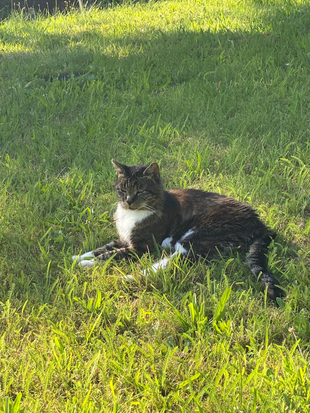 Customer photo review of Gelenk Vital Paket für Katzen