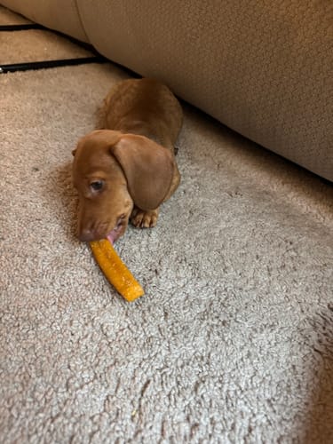 Customer photo review of Pumpkin Yak Chews