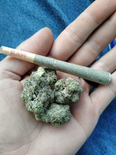 Customer photo review of Black Velvet - Indoor THCA (Full Size)