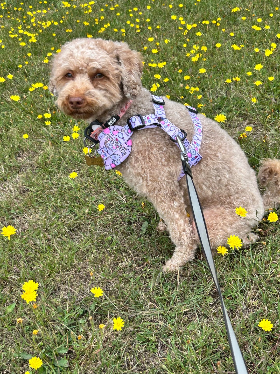 Customer photo review of Adjustable Dog Harness - Pink To Make The Boys Wink
