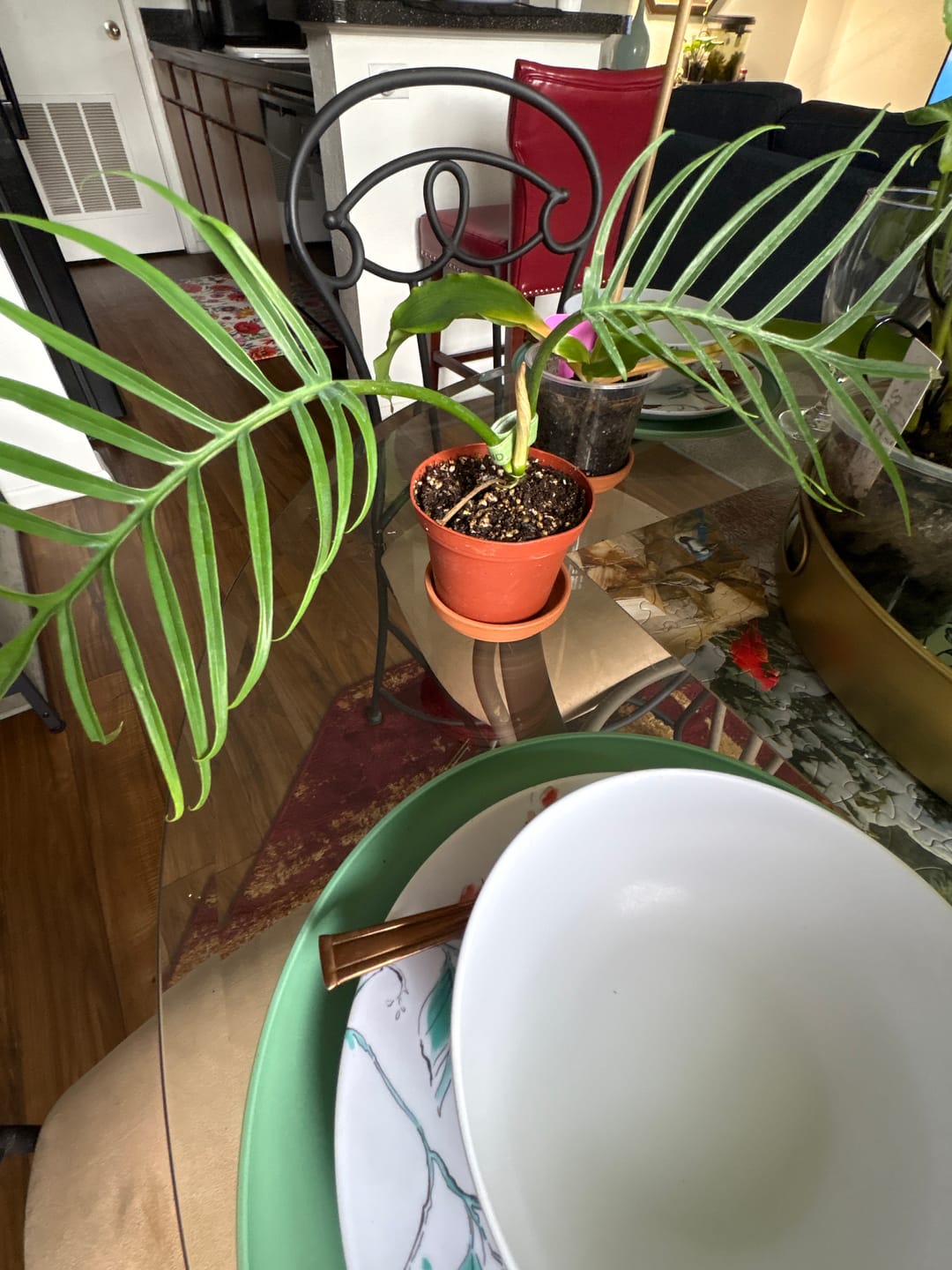 Customer photo review of Philodendron tortum