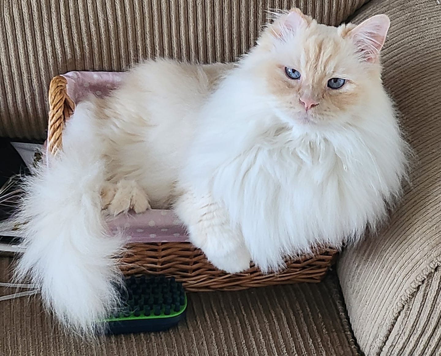 Customer photo review of Cat Itchy Skin & Healthy Coat Remedy