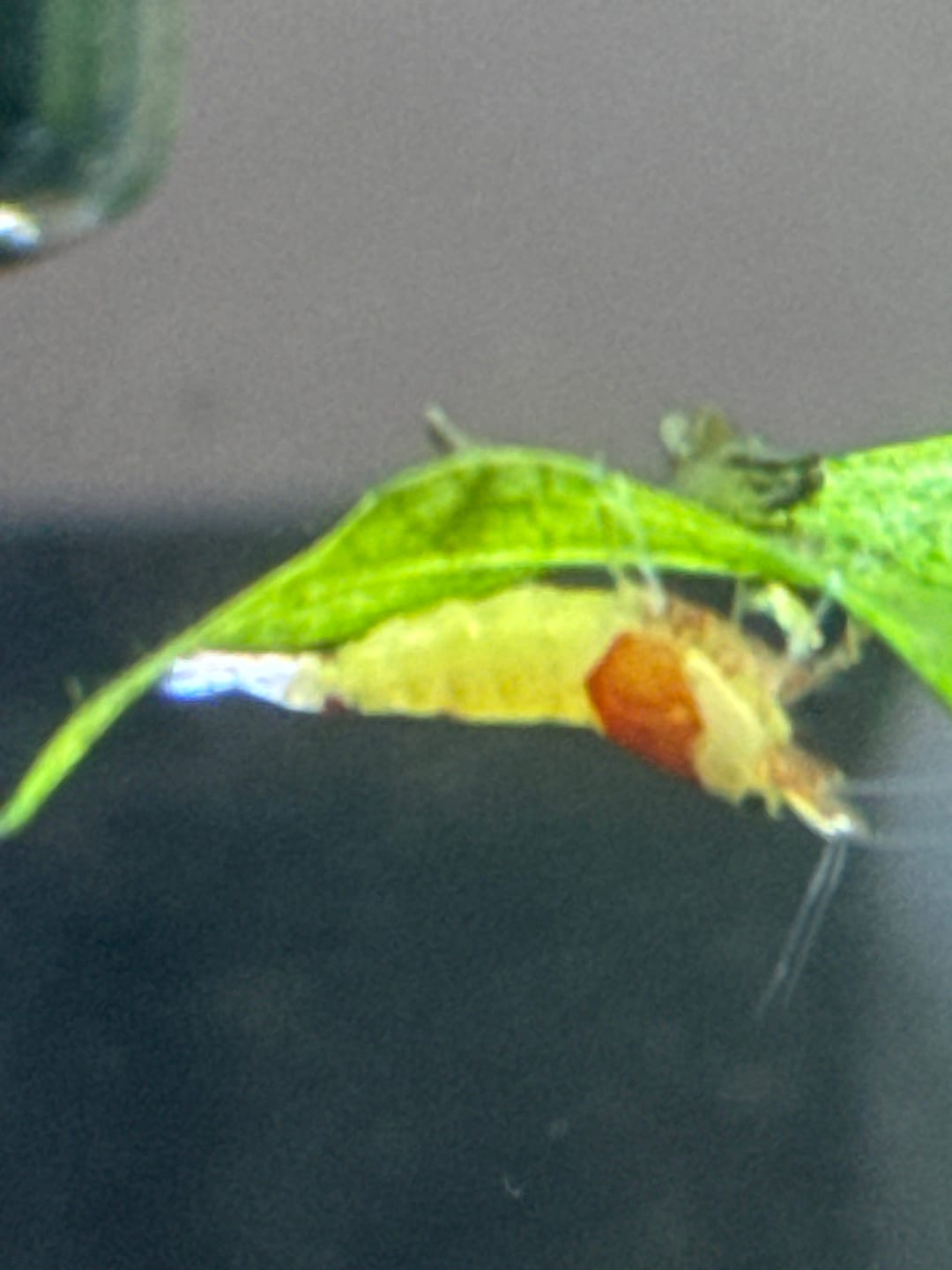 Customer photo review of Crystal Red Shrimp