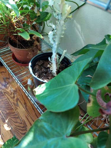 Customer photo review of Euphorbia Lactea Variegata | White Ghost Euphorbia