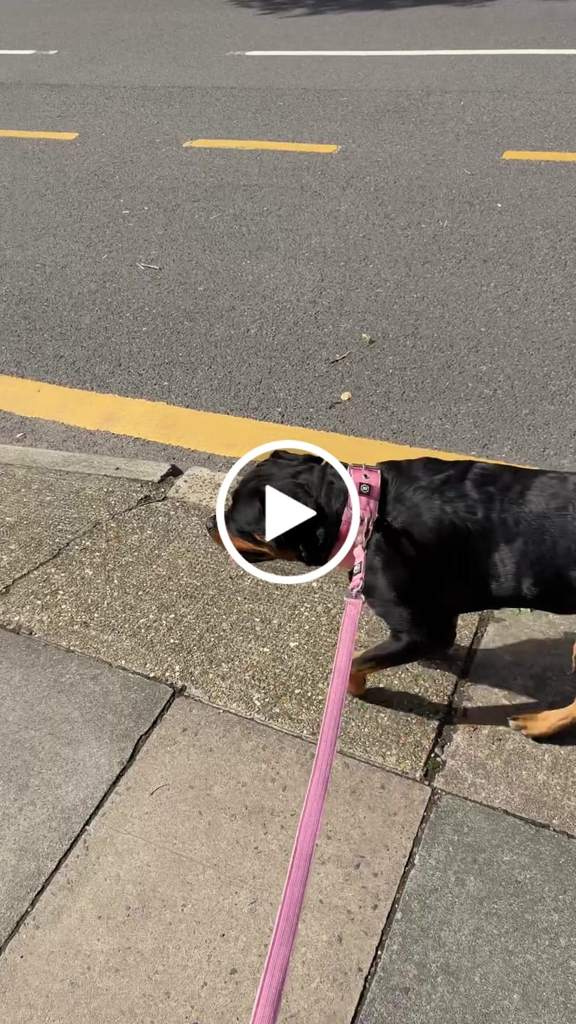 Customer video review of 1.4m Lighter Swivel Combat Lead | Anti-Tangle & Secure Clip - Pink x Pink