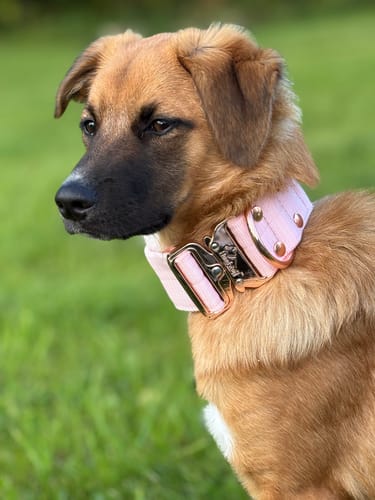 Customer photo review of Extreme Rose Buckle Pastel Pink - Starkt och säkert halsband