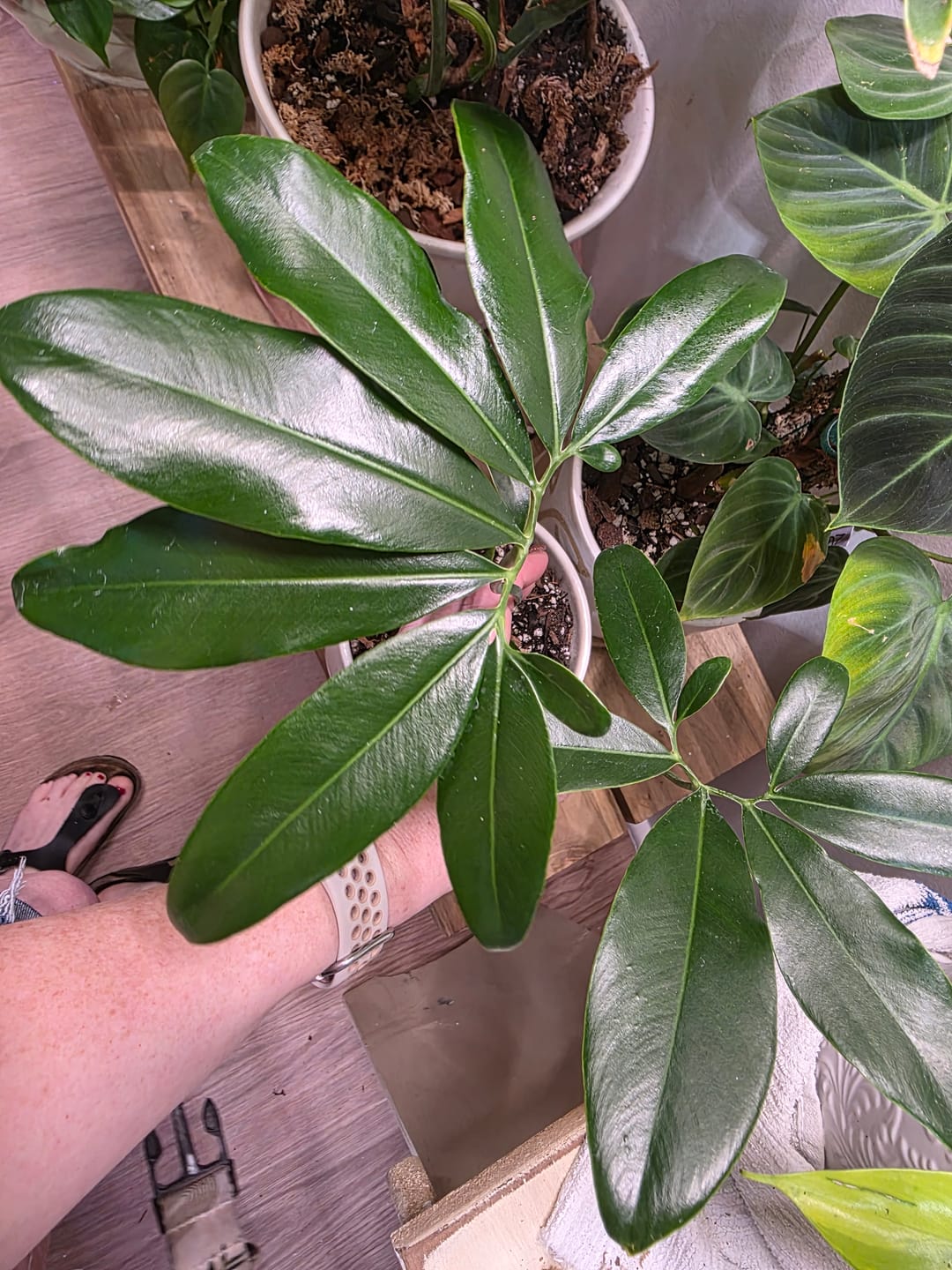 Customer photo review of Philodendron goeldii
