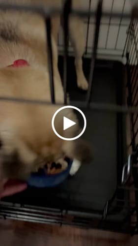 Customer video review of FreezWheel - Durable Interactive Chew