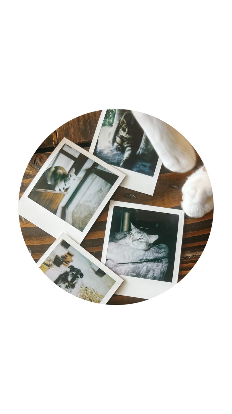 Customer photo review of Polaroid 600 Sun660 Autofocus Instant Film Camera