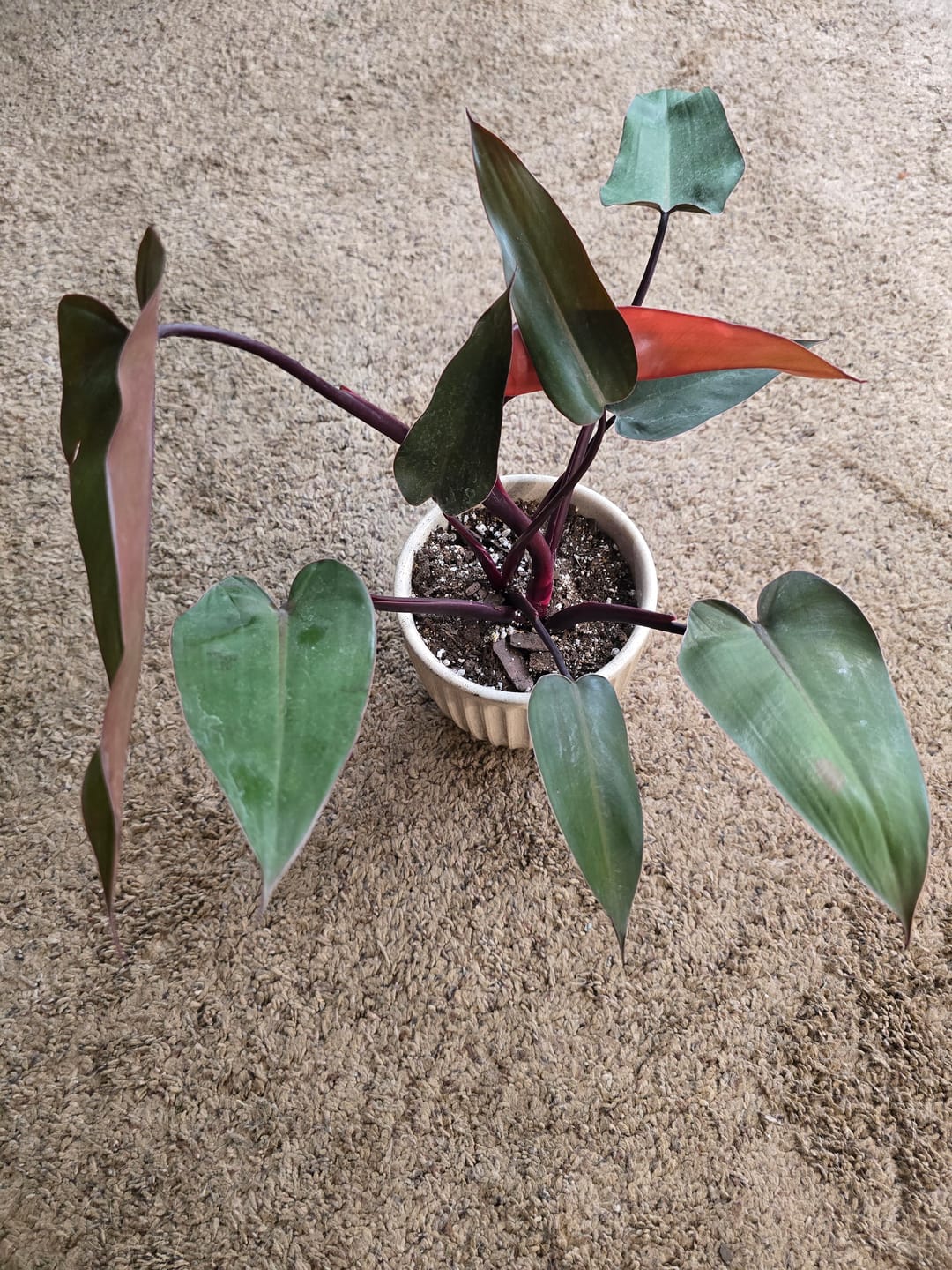 Customer photo review of Philodendron 'Bloody Mary'