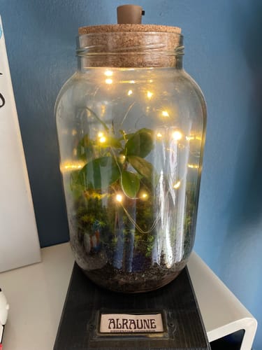 Customer photo review of "Magische Alraune*" im Flaschengarten für Zauberlehrlinge