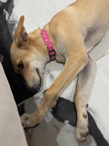 Customer photo review of Correa de paseo: Corazones