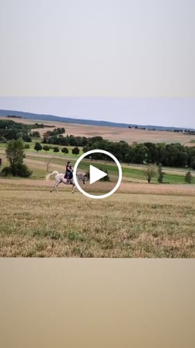 Customer video review of CR Harmonybridle - gebisslose 3 in 1 Trense