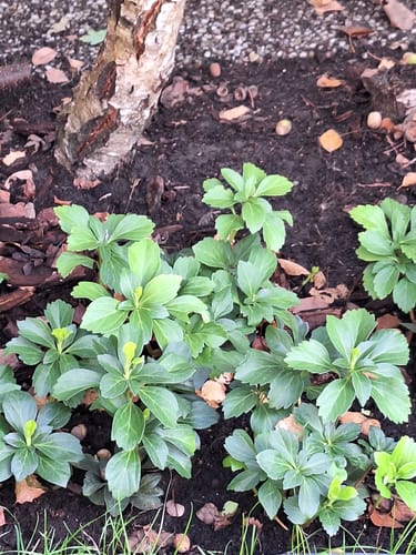 Customer photo review of Schaduwkruid (Wintergroen) - Pachysandra Terminalis (ook per/m2)