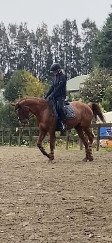 Customer photo review of Equine America Buteless Super Strength Powder