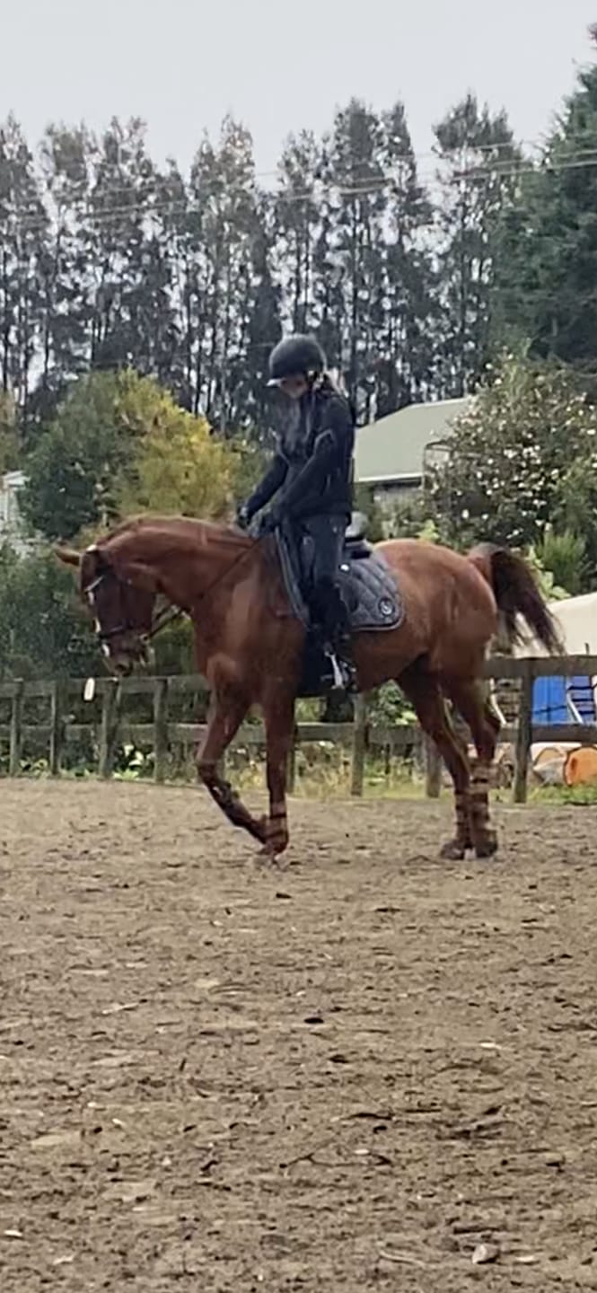 Customer photo review of Equine America Buteless Super Strength Powder