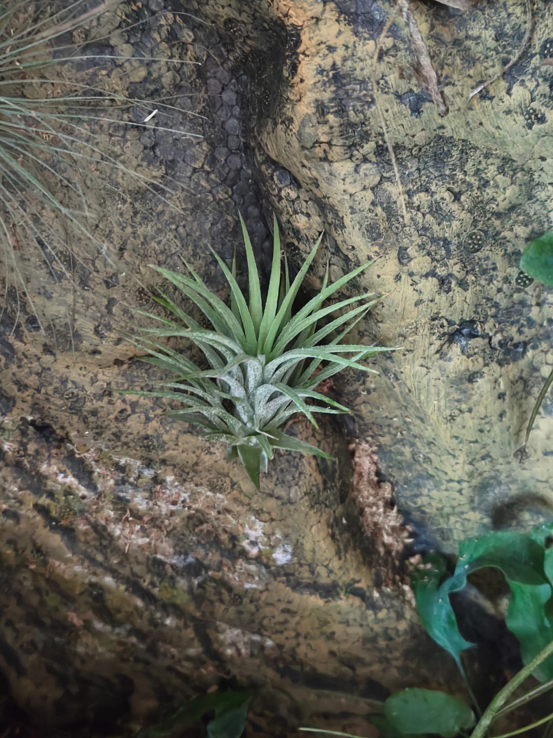 Customer photo review of Tillandsia ionantha