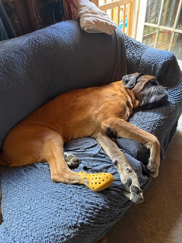 Customer photo review of WagWellie® Mojave Single