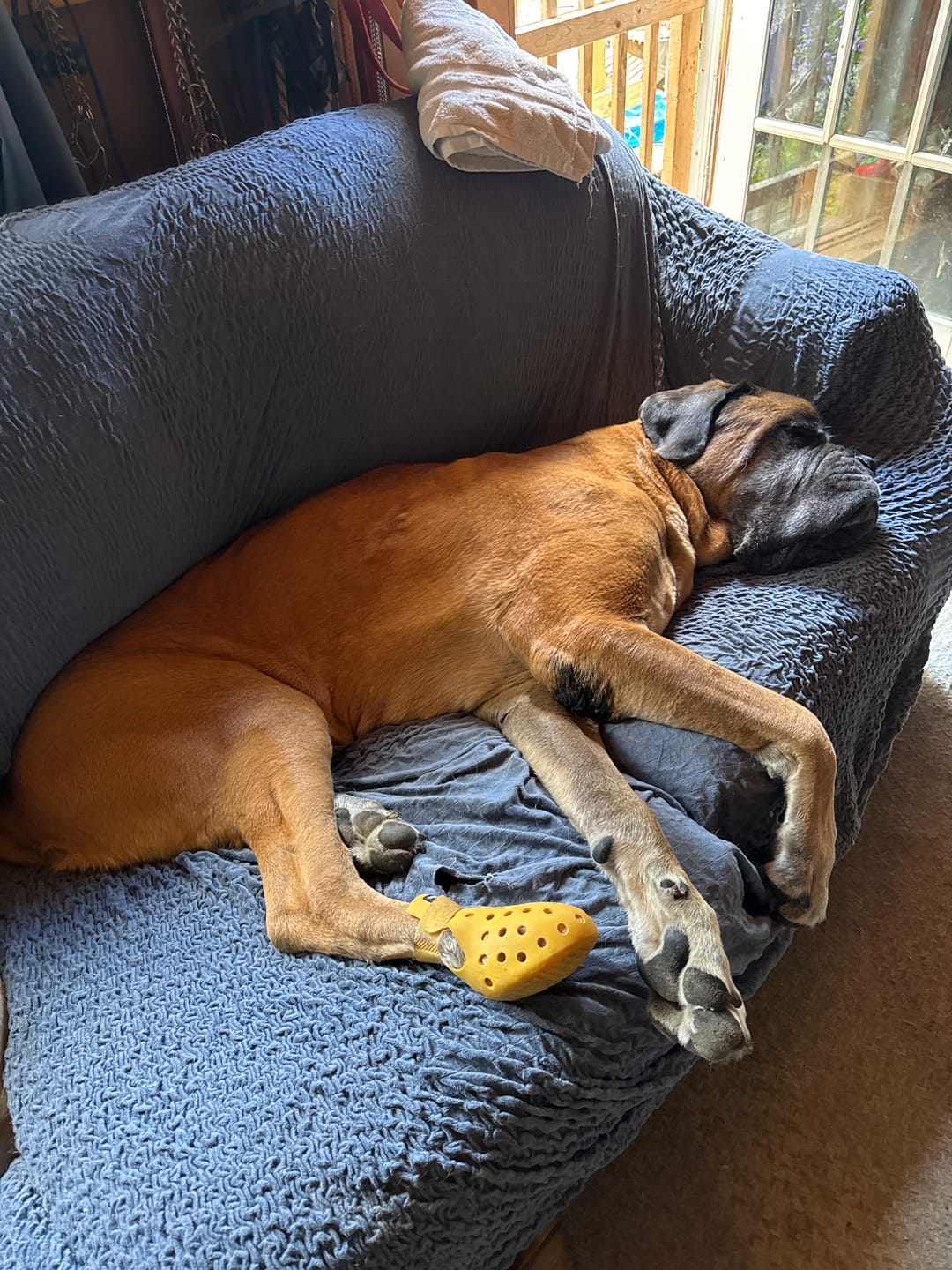 Customer photo review of WagWellie® Mojave Single