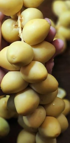 Customer photo review of Organic Yellow Barhi Dates (Khalal Barhi Dates)