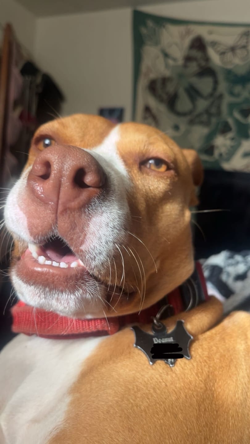 Customer photo review of PET TAG
