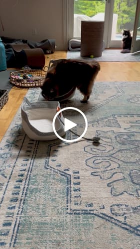 Customer video review of StimuliCat Handwoven Basket  | Nature's Safe Space Where Cats Choose to Calm