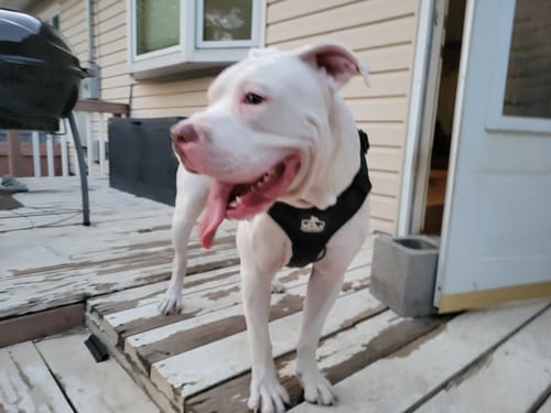 Customer photo review of No Pull Bully Proof Harness