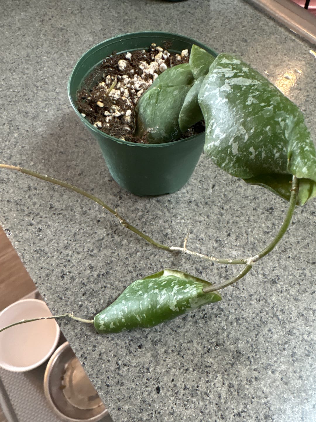 Customer photo review of Hoya imbricata