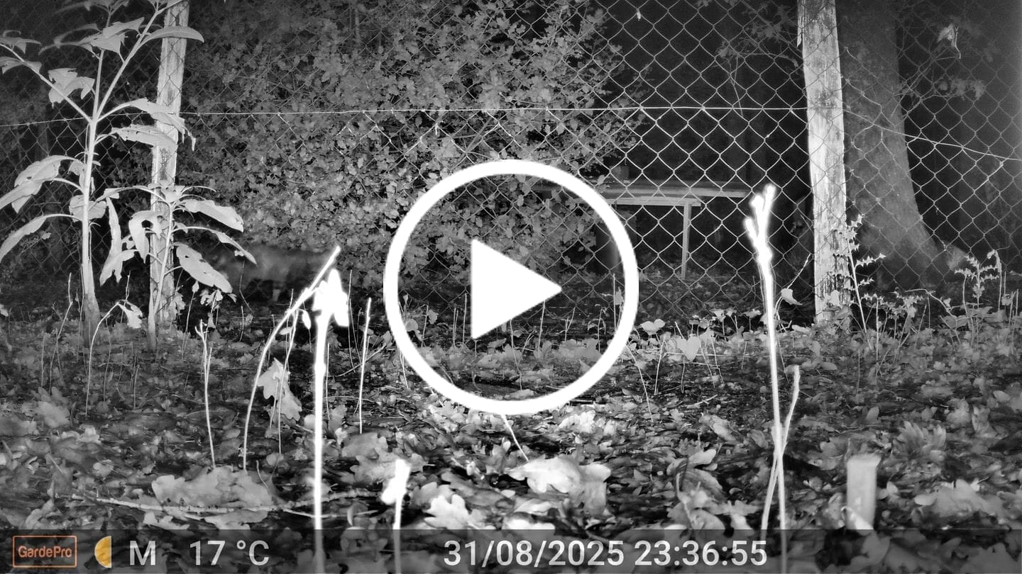 Customer video review of GardePro E8 2.0 WiFi Trail Camera