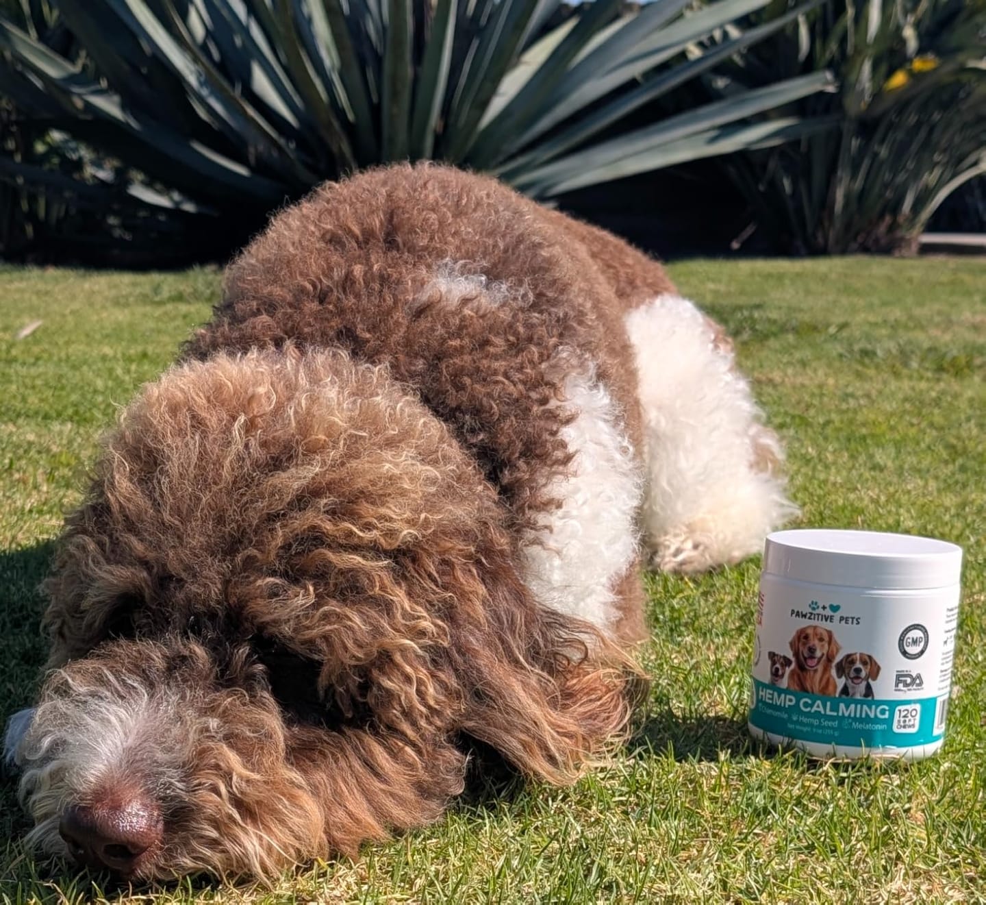 Customer photo review of Hemp Calming Chews for Dogs
