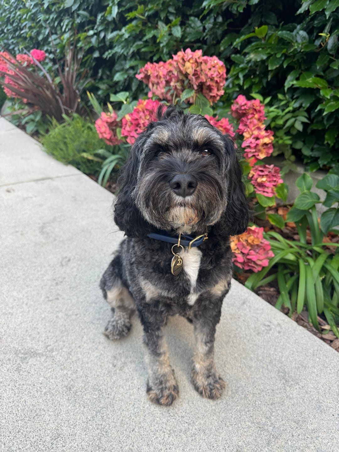 Customer photo review of Midnight - Classic Biothane Dog Collar