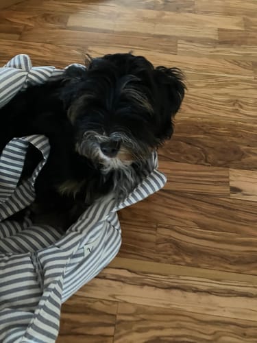 Customer photo review of Divanetto Cotone Righe Strette Blu