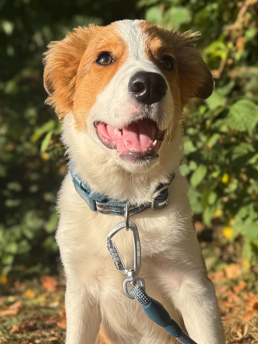 Customer photo review of Core Collar