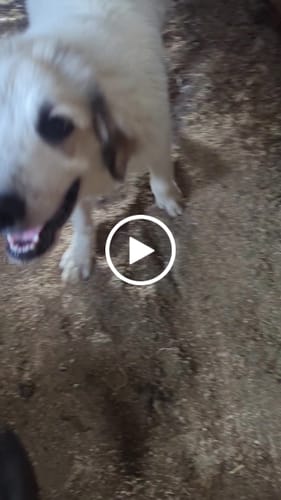 Customer video review of GrubTerra Coop Refresher ^^^