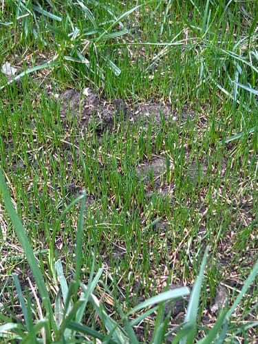 Customer photo review of GCI Turf Type Tall fescue Grass Seed