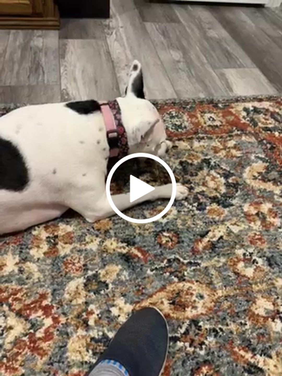Customer video review of Power Chewer Trial Pack – Built for the Toughest Chewers!