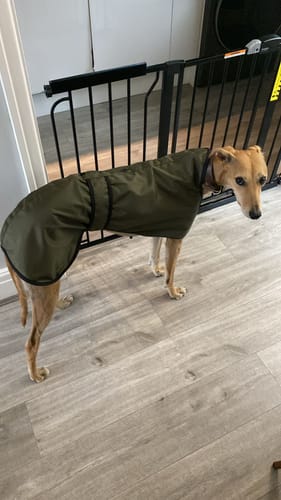 Customer photo review of Regna - Lightweight Summer Sighthound Coat with Harness Hole Zip
