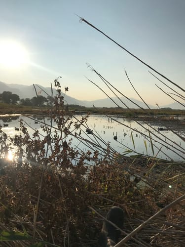 Customer photo review of FLASH SALE AquaWade Duck Waterfowl Hunting Breathable Chest Waders