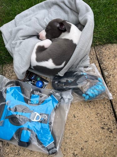 Customer photo review of Sighthound Escape Proof Harness