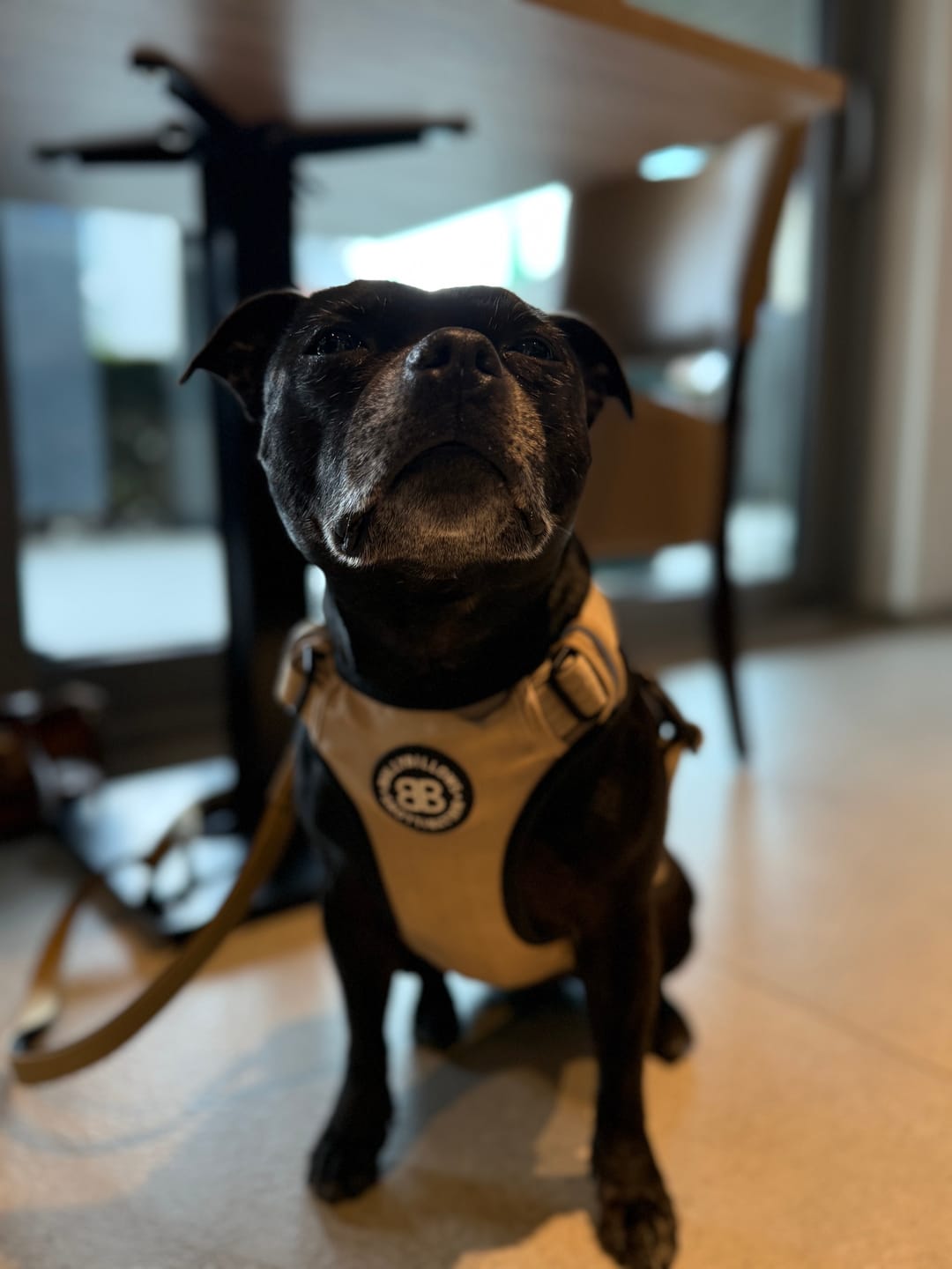 Customer photo review of Comfort Premium Harness | Non Restrictive - Tan