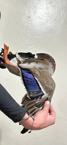 Customer photo review of MarshWarrior Chest Waders Men's Waterfowl Hunting 200 Gram 3M Thinsulate Neoprene Waders