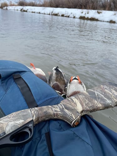 Customer photo review of MarshWarrior Chest Waders Men's Waterfowl Hunting 200 Gram 3M Thinsulate Neoprene Waders